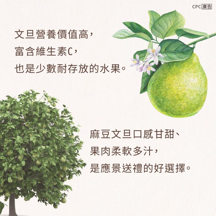 文旦營養價值