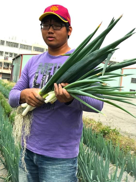青農張剛準指出，大蔥栽培深受天候影響，因此他將農地分成3批種植。(豐原農會提供)