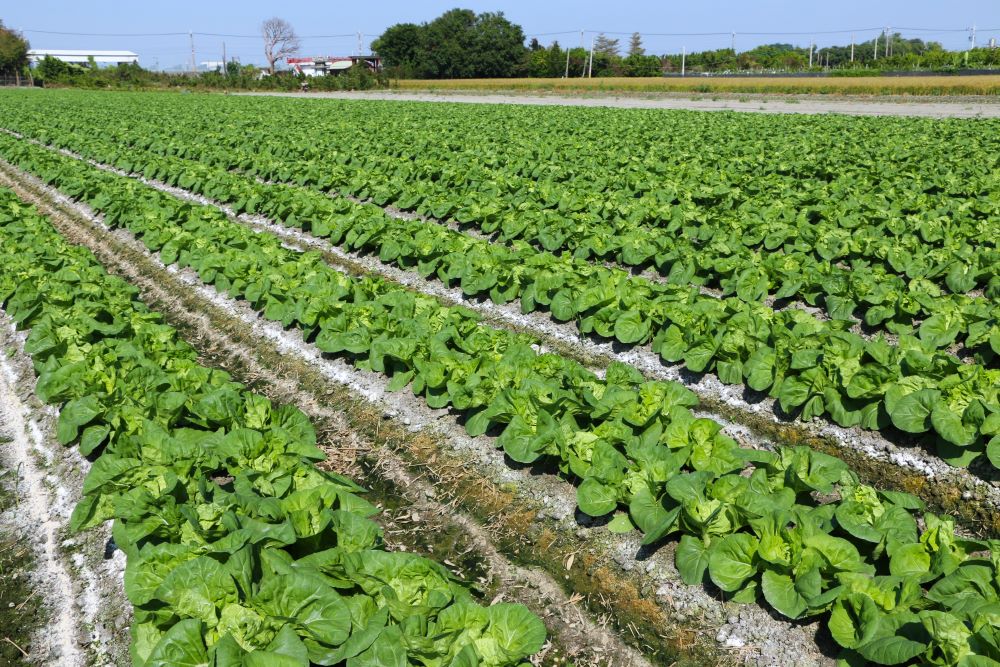 彰化埤頭位於濁水溪沖積扇上,土壤富含養分,包心白菜質量俱佳。