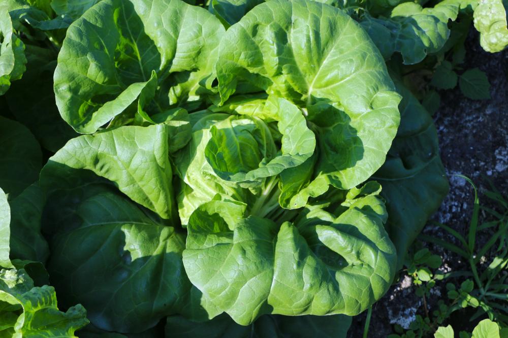 包心白菜從「菜心」往外長出葉片包覆。