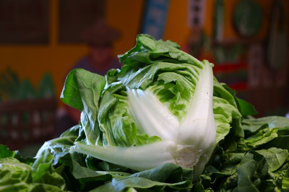 包心白菜怎麼煮?到農民直銷站邊買邊學。