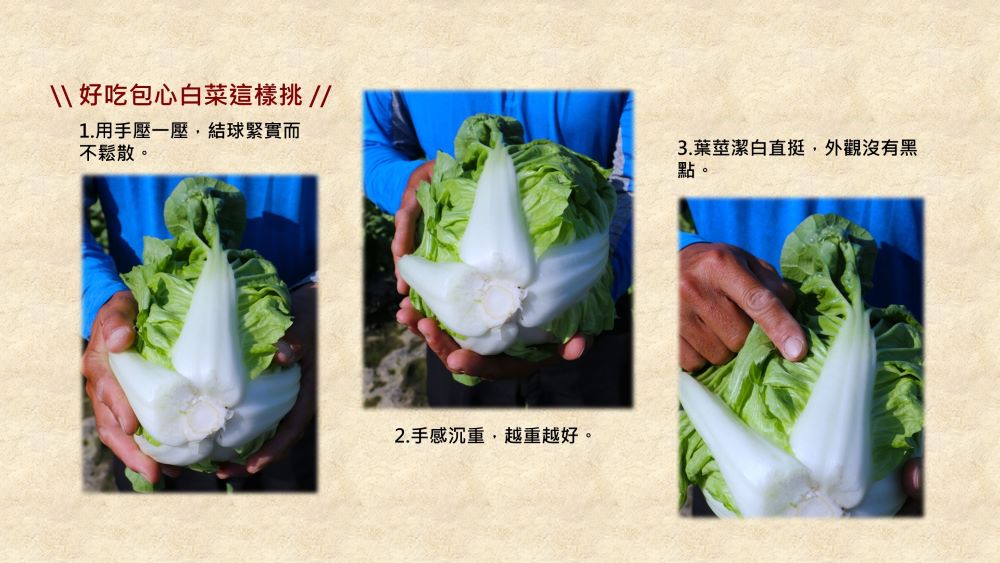 好吃包心白菜這樣挑