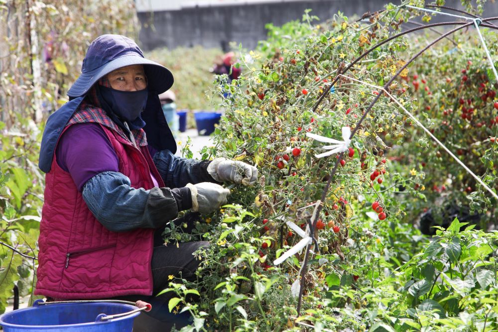 南臺灣豔陽下，在地「阿桑」辛勤採摘小番茄。