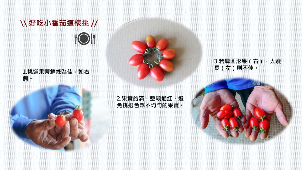 好吃小番茄這樣挑
