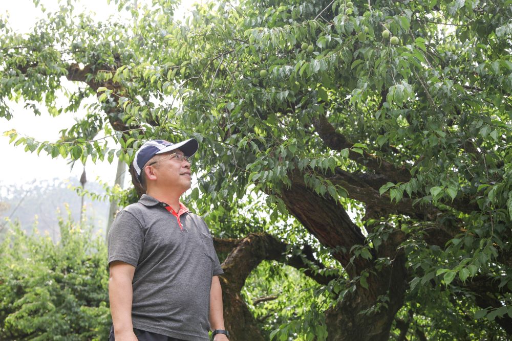 劉明興從小在梅園打轉，對於栽培及梅子產業十分熟稔。