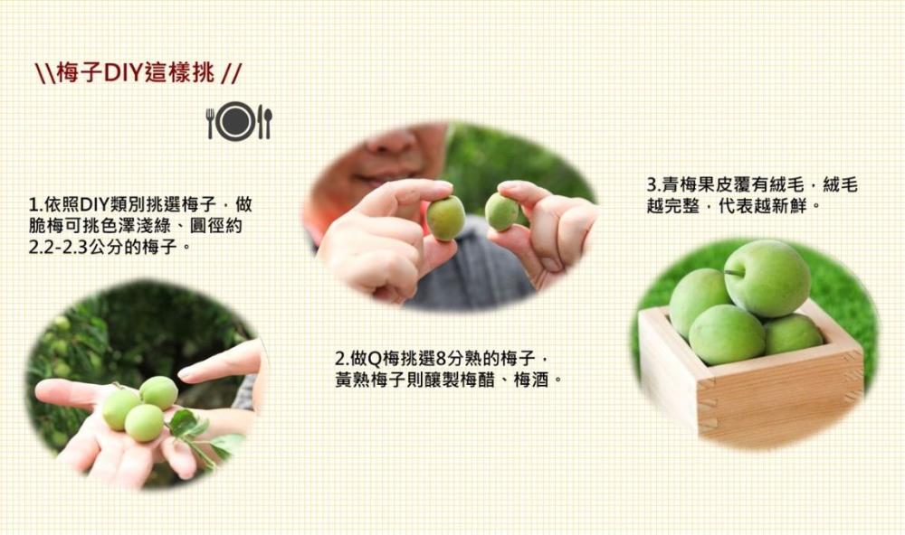 梅子DIY怎麼挑