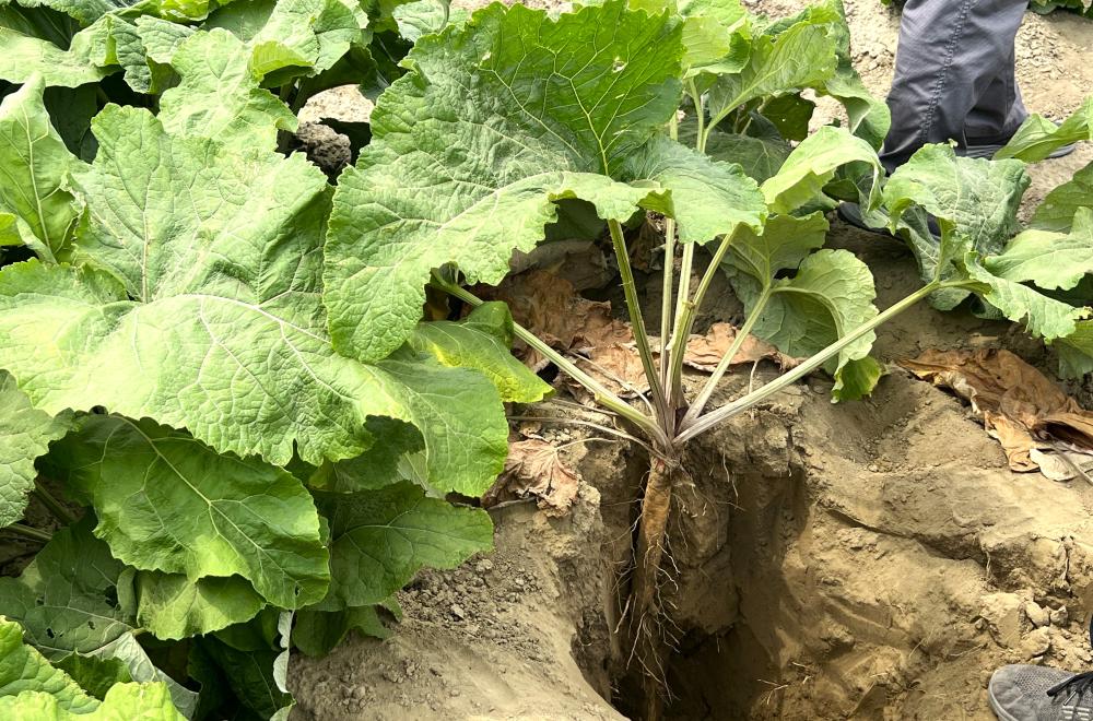 牛蒡植株會伸入地下約100公分。(佳里區農會提供)