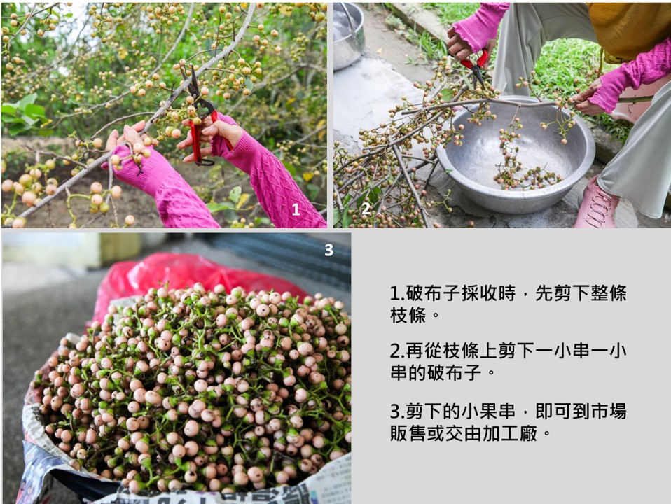 破布子採收十分耗時費力。
