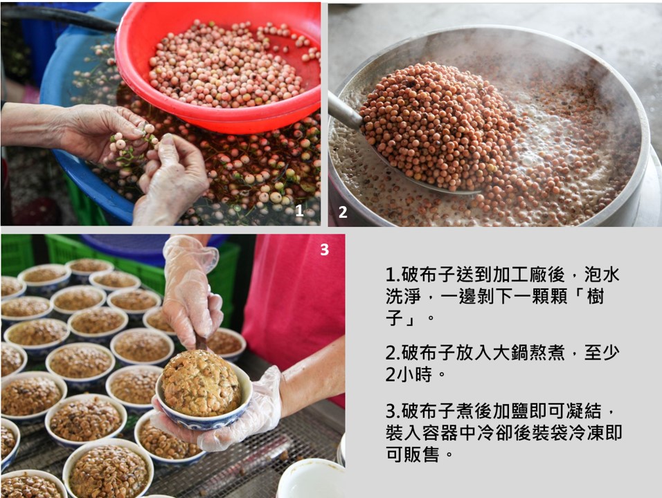破布子加工過程繁複。