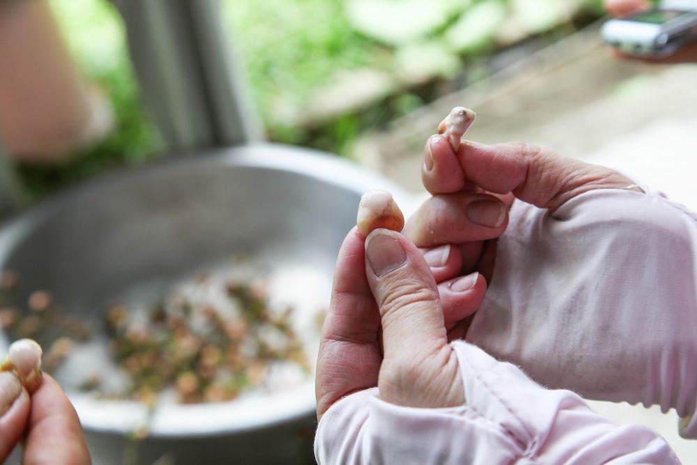 剝開破布子外皮，小果（右）明顯比大果（左）更黏，膠質更濃稠。