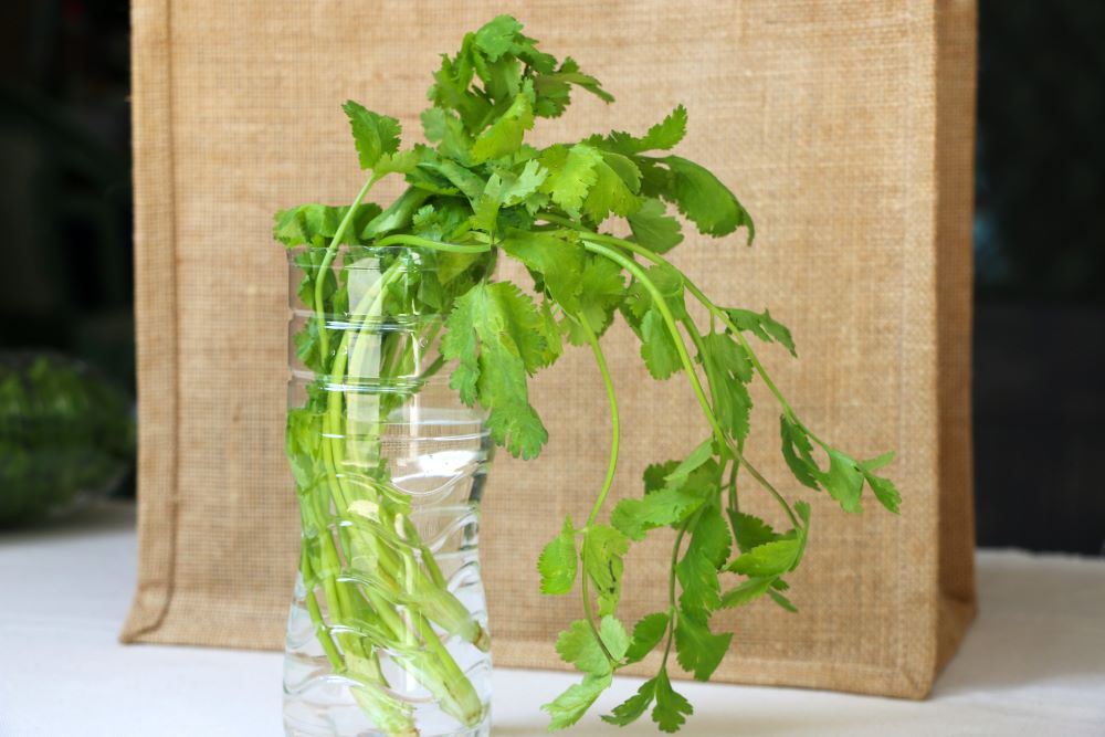 香菜保留根部「養」在水裡冷藏，可延長保存。