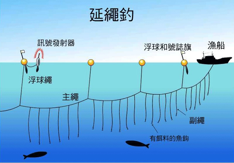 延繩釣示意圖(圖片來源：新北市政府漁業及漁港事業管理處)