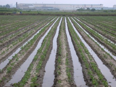 田間灌溉的樣貌。