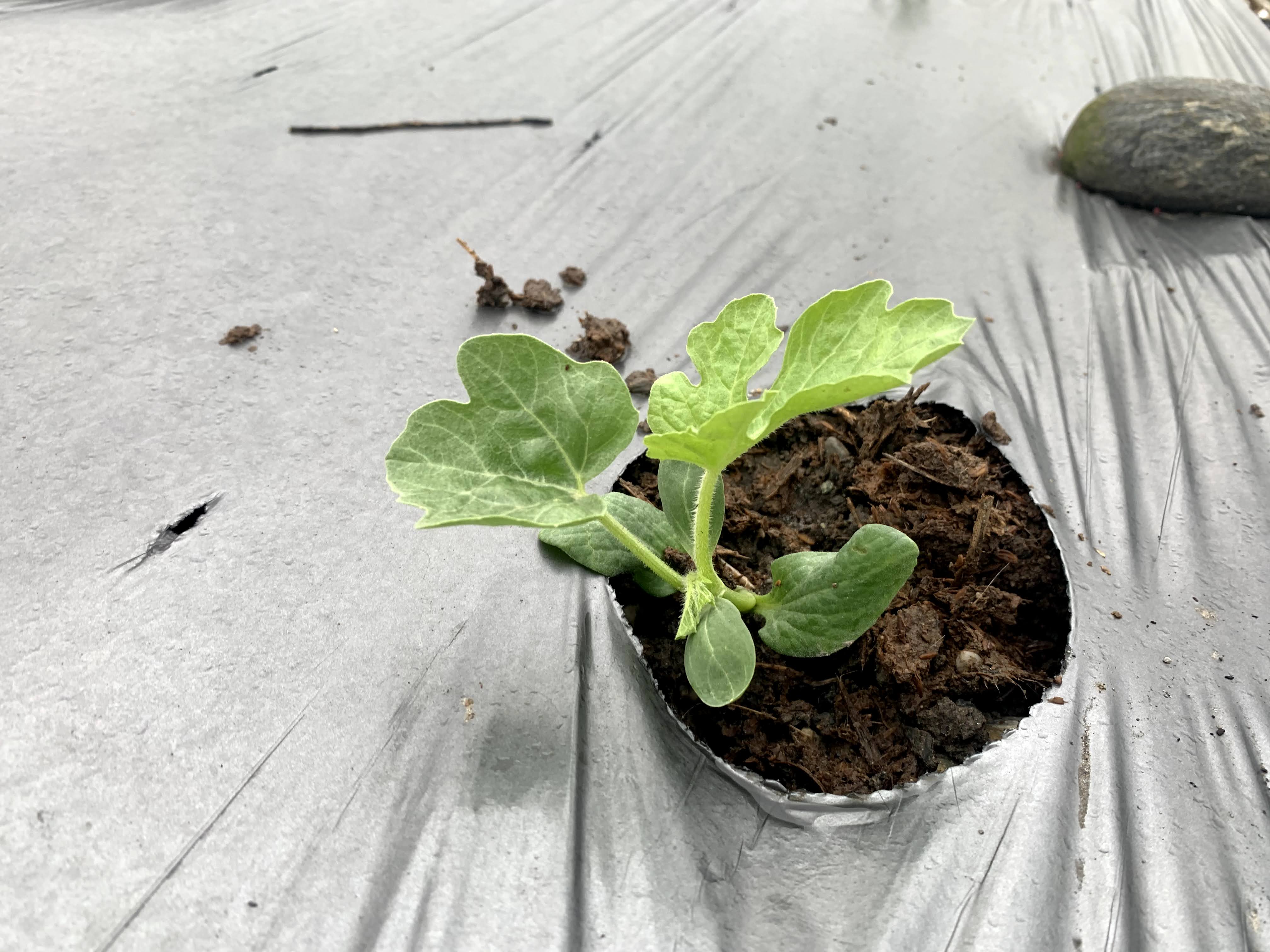 剛定植的西瓜小苗（照片來源：農委會花蓮區農業改良場王啓正副研究員）