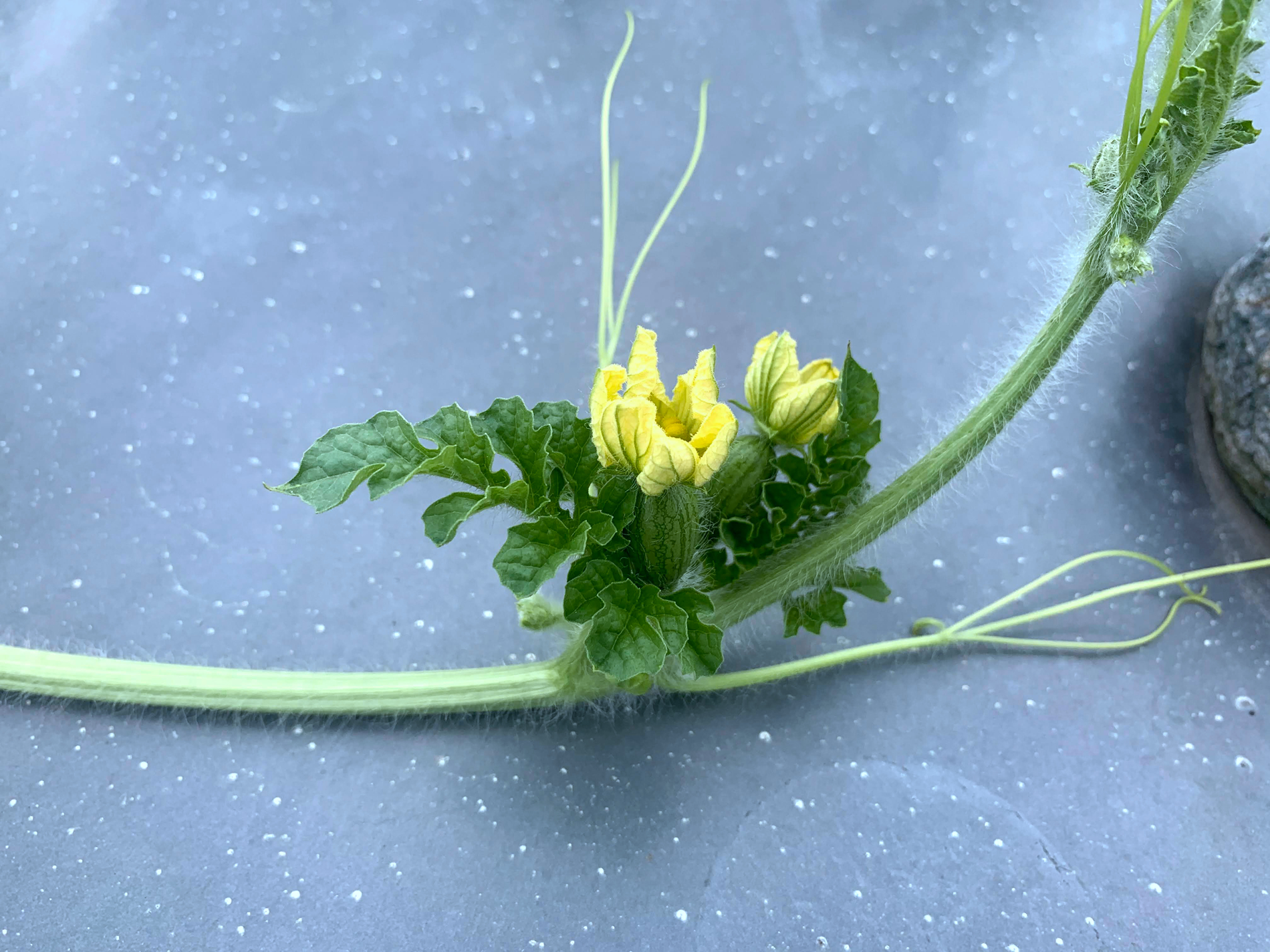 西瓜母花（照片來源：農業部花蓮區農業改良場王啓正副研究員）