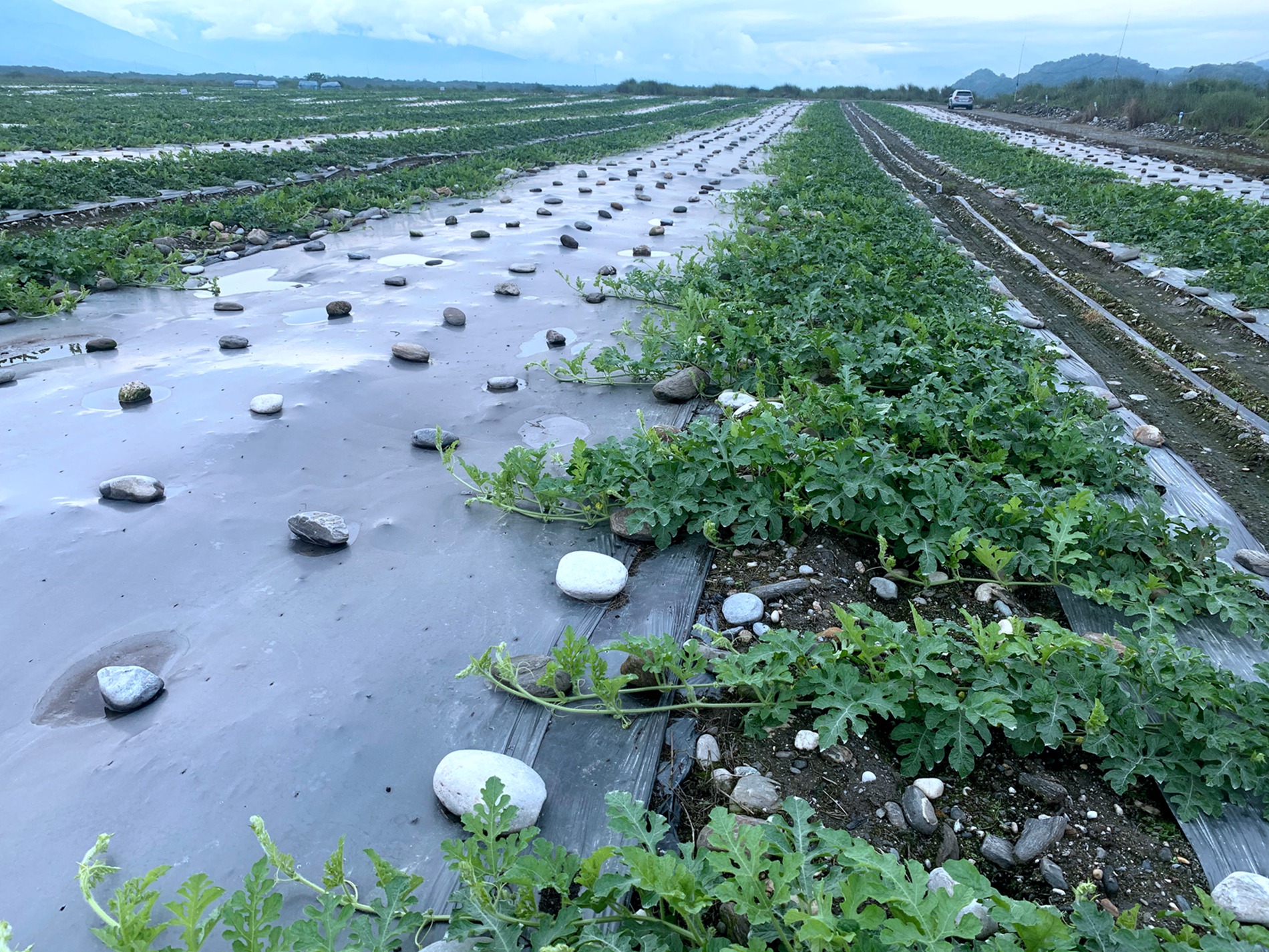 西瓜授粉期的田間樣貌（照片來源：農業部花蓮區農業改良場王啓正副研究員）