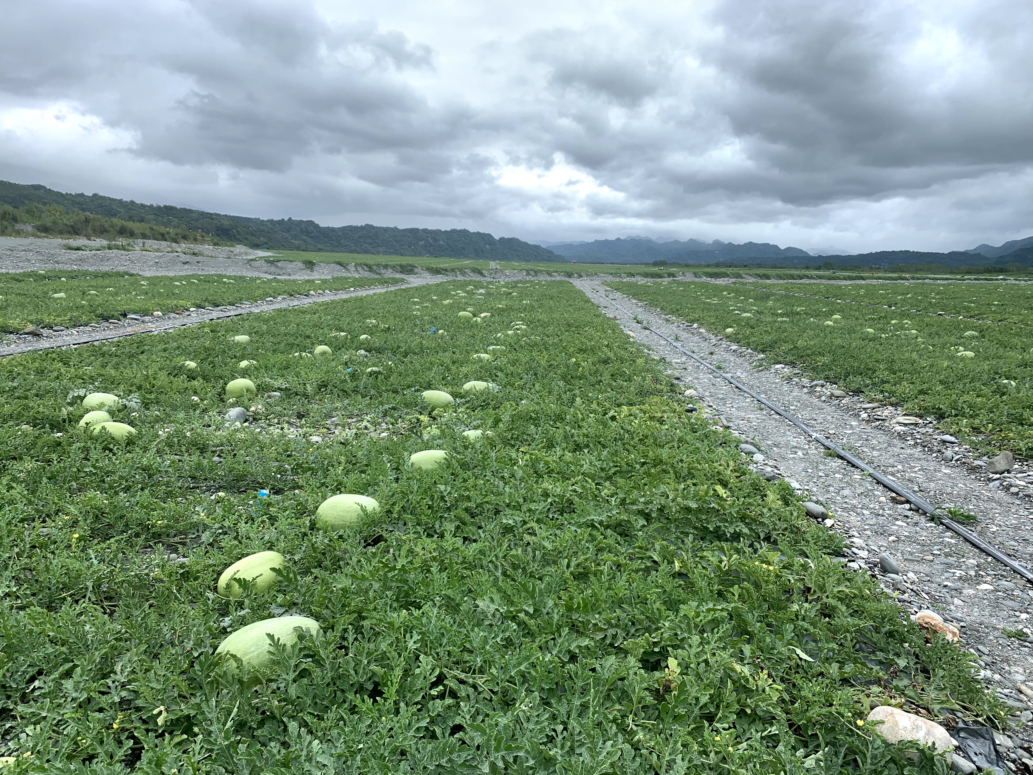 西瓜中果期的田間樣貌（照片來源：農業部花蓮區農業改良場王啓正副研究員）