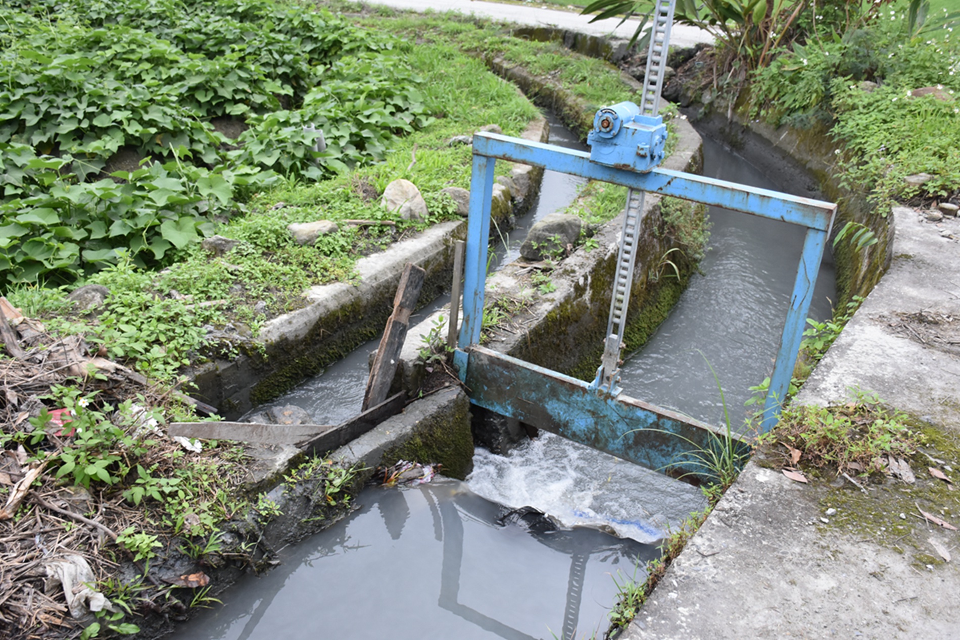 打開水圳閘門後，圳水流入田間小渠，為龍鬚菜田灌溉。