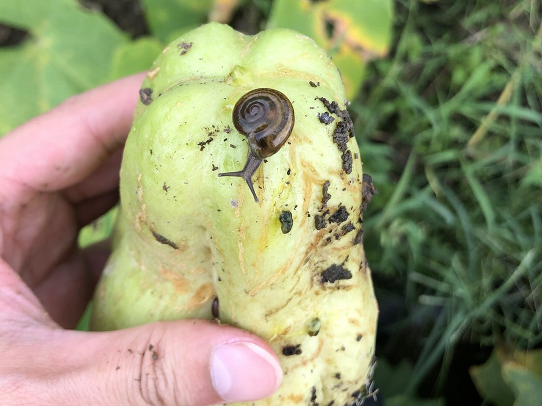 蝸牛會躲在龍鬚菜葉片下，取食葉片。