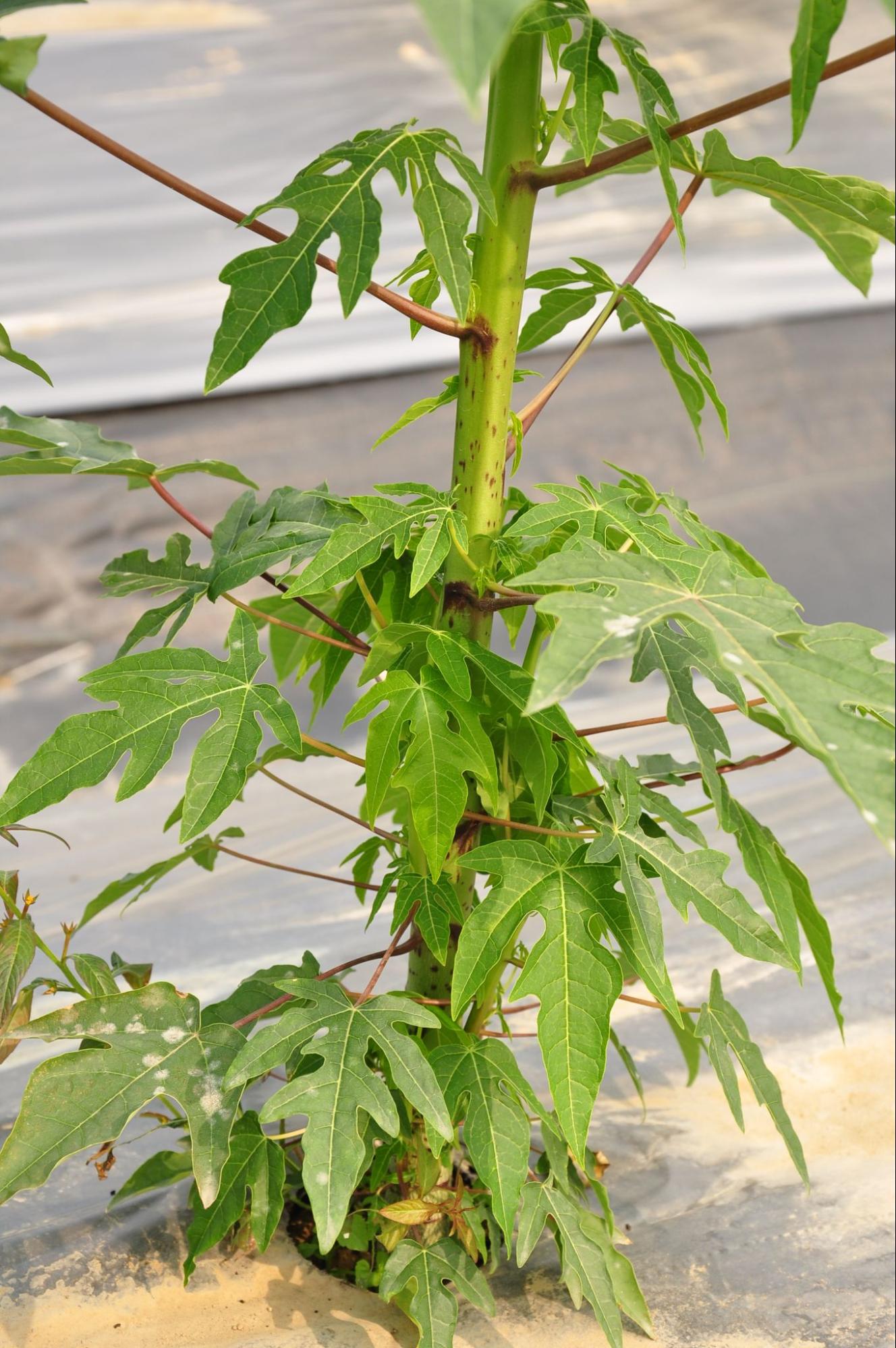 葉腋長出側芽