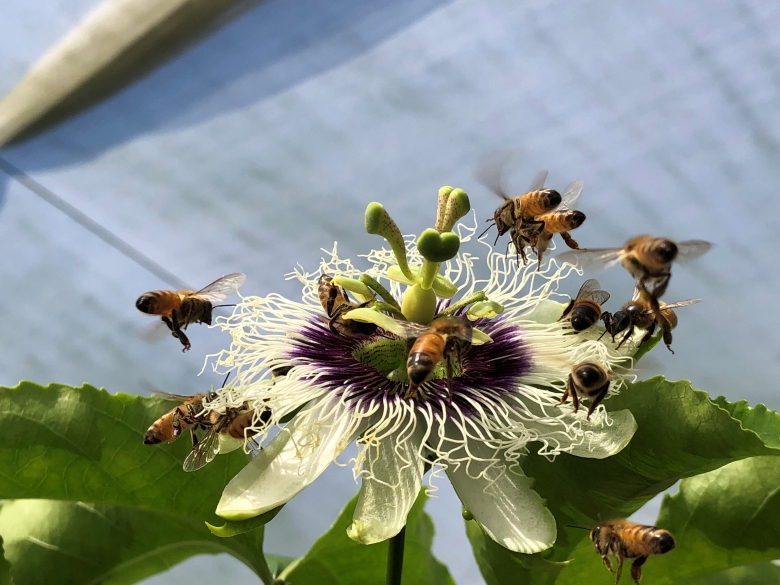 蜜蜂授粉（照片來源：農業部高雄區農業改良場）