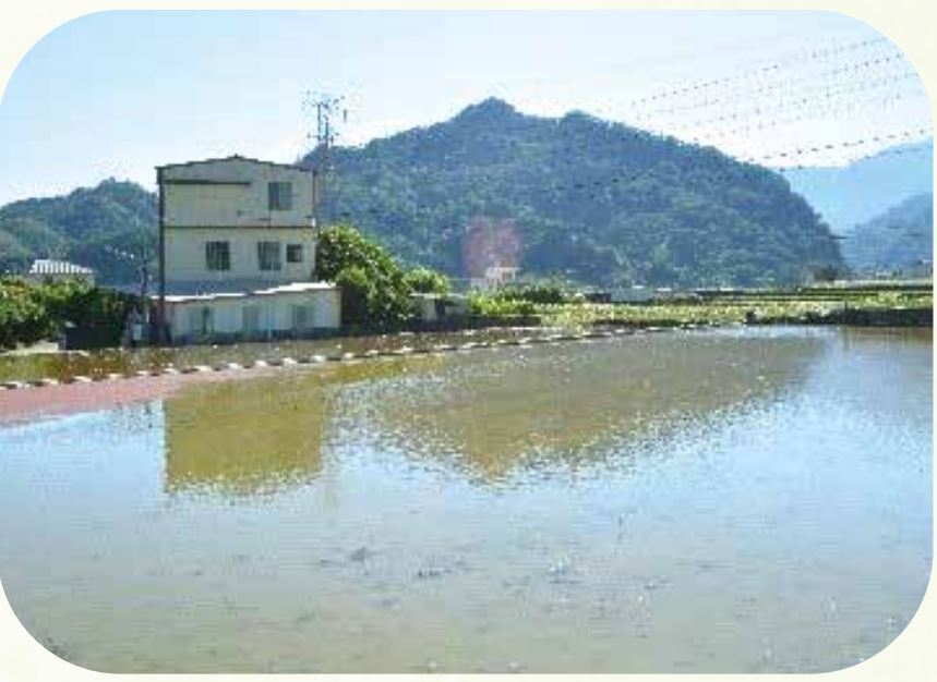 將草莓田淹水