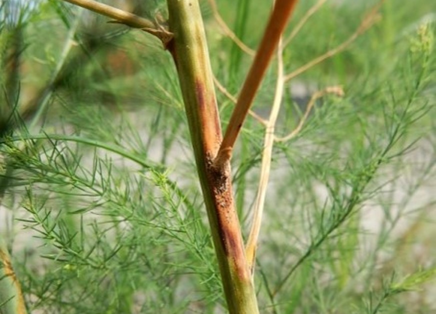 莖枯病為病原菌感染，會在蘆筍的莖部生成暗褐色病斑，使得病斑以上的莖乾枯而死。