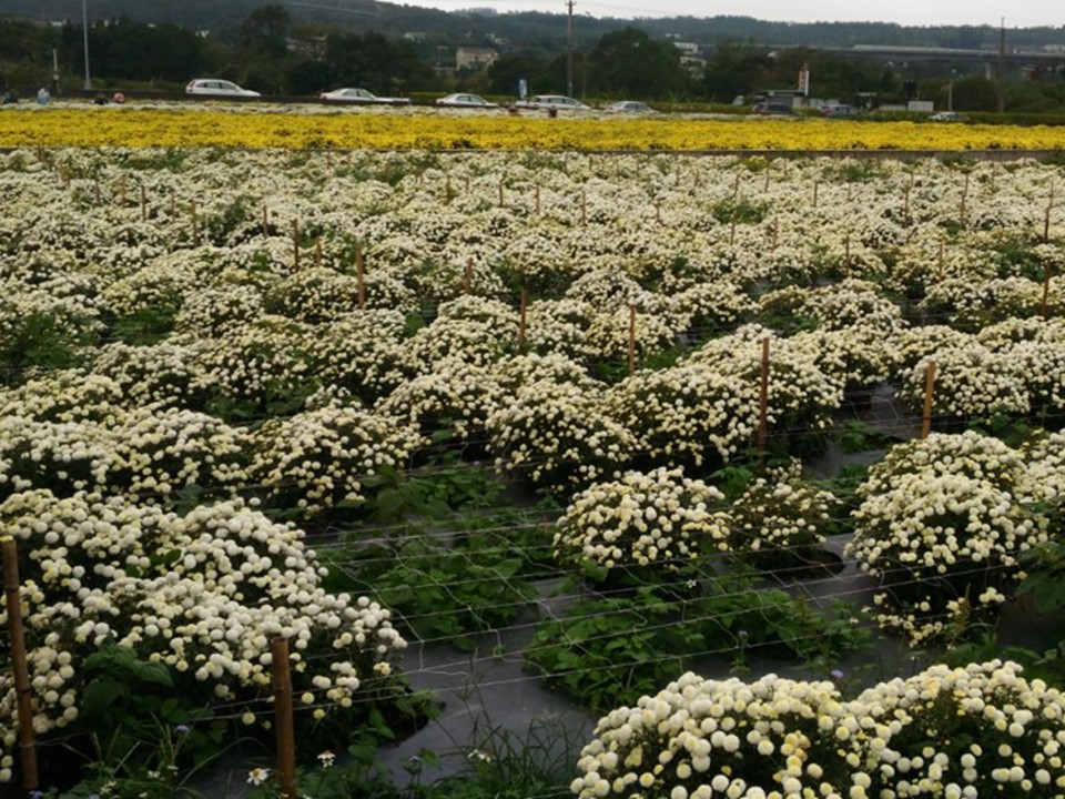 使用植栽網固定支持