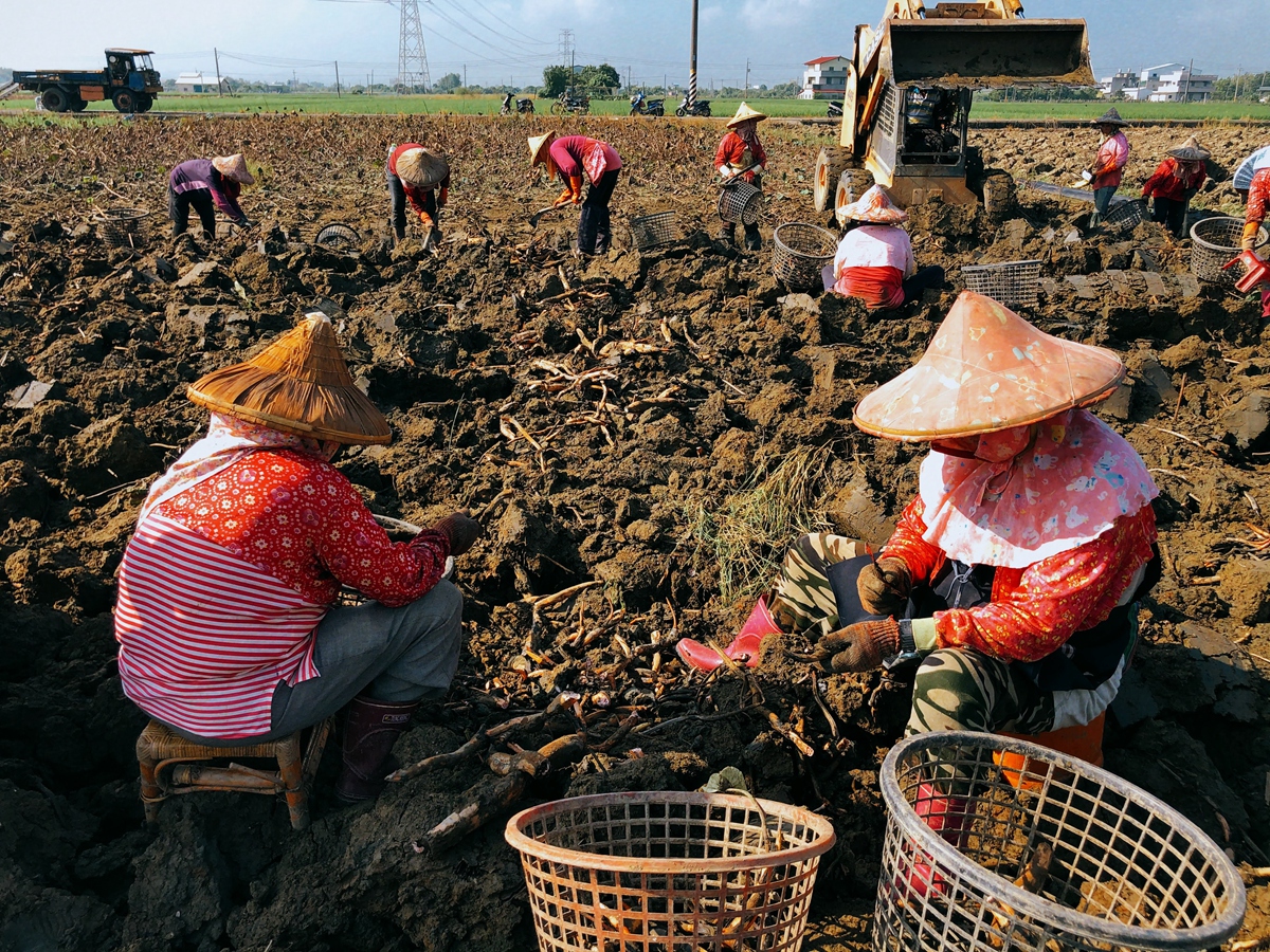 粉藕採收（照片來源：臺南市白河區公所）