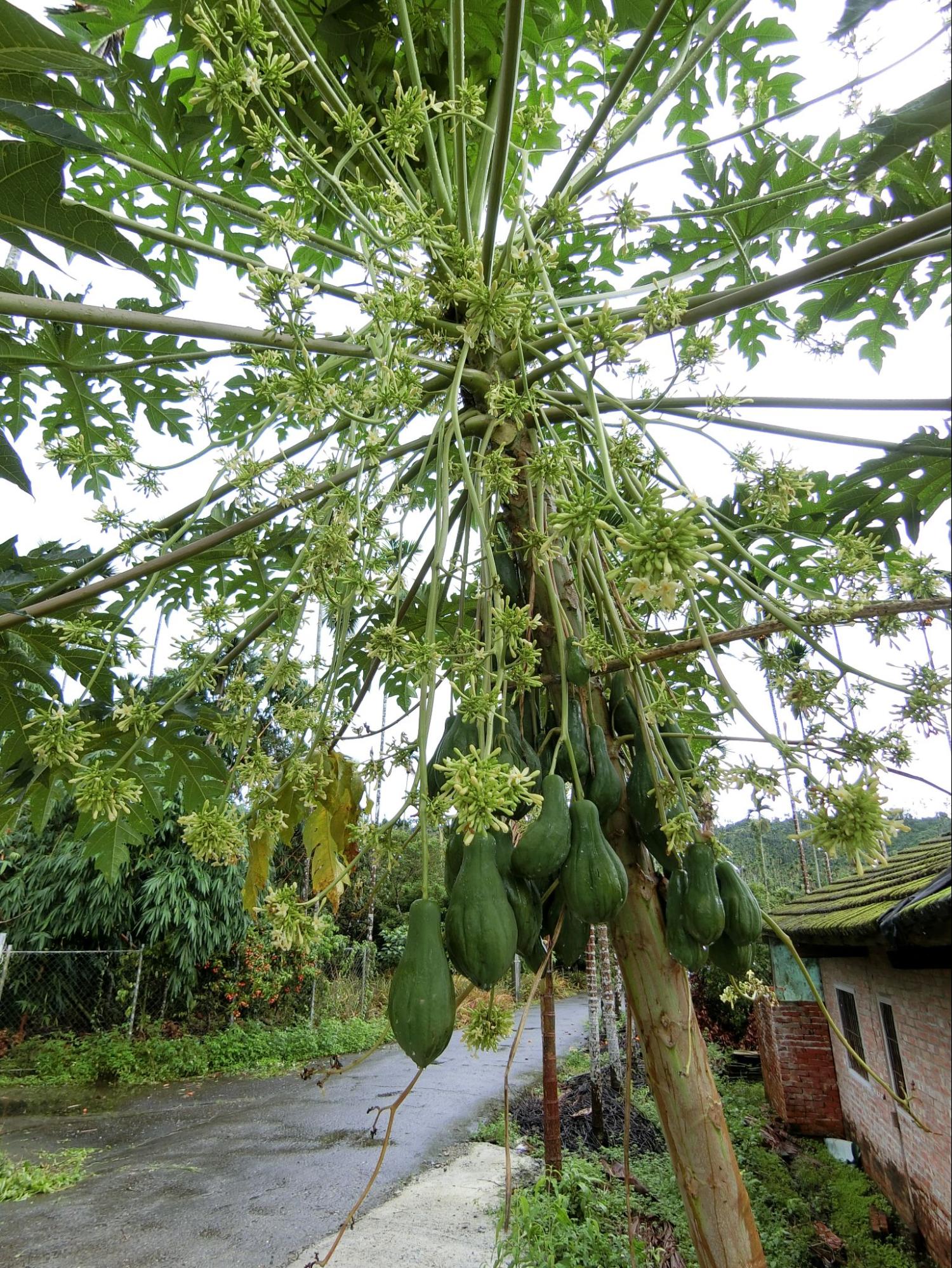 特定季節少量結果的雄株