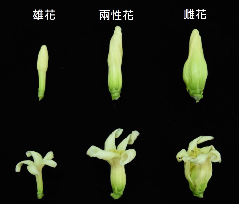 雄花、雌花、兩性花怎麼分辨