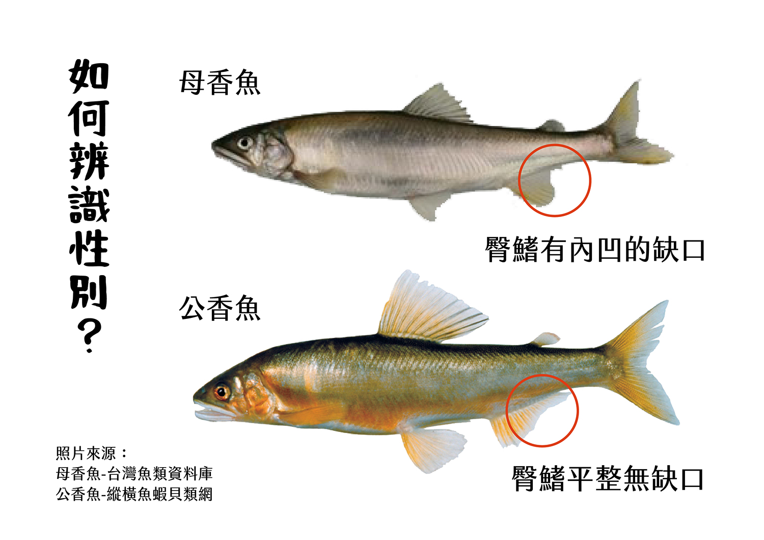 如何分辨香魚的公母？