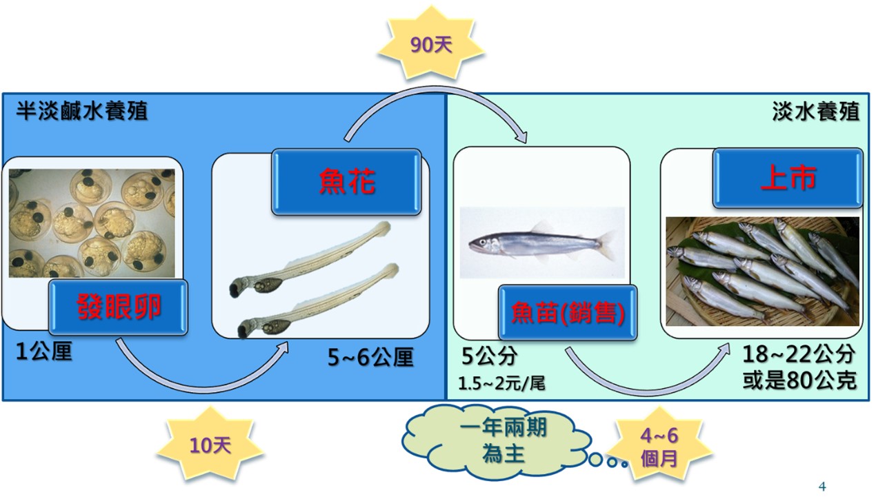 臺灣香魚養殖流程