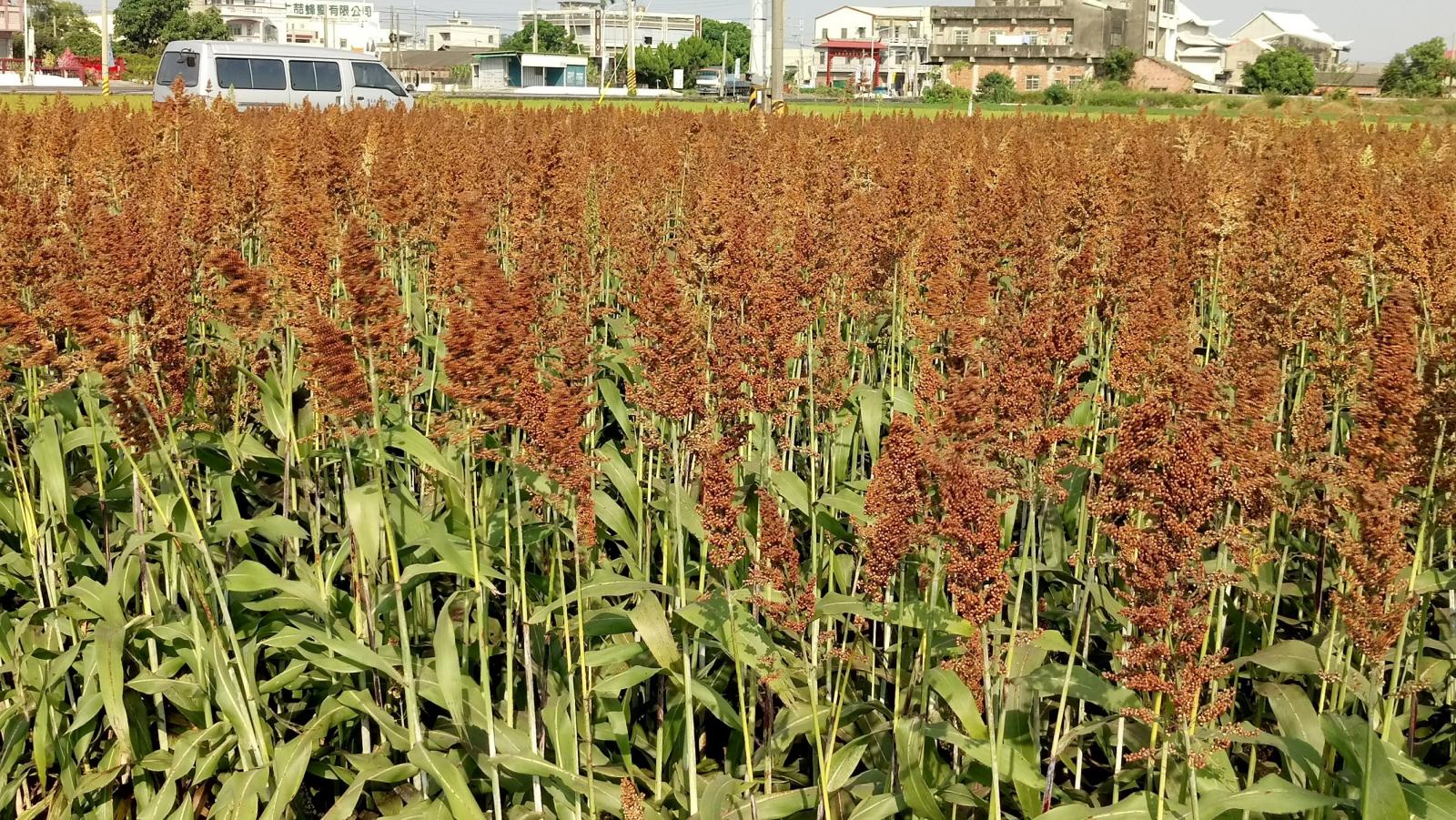 釀酒高粱臺南7號田間樣貌（照片來源：農業部臺南區農業改良場）