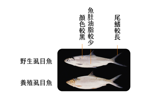 虱目魚家族