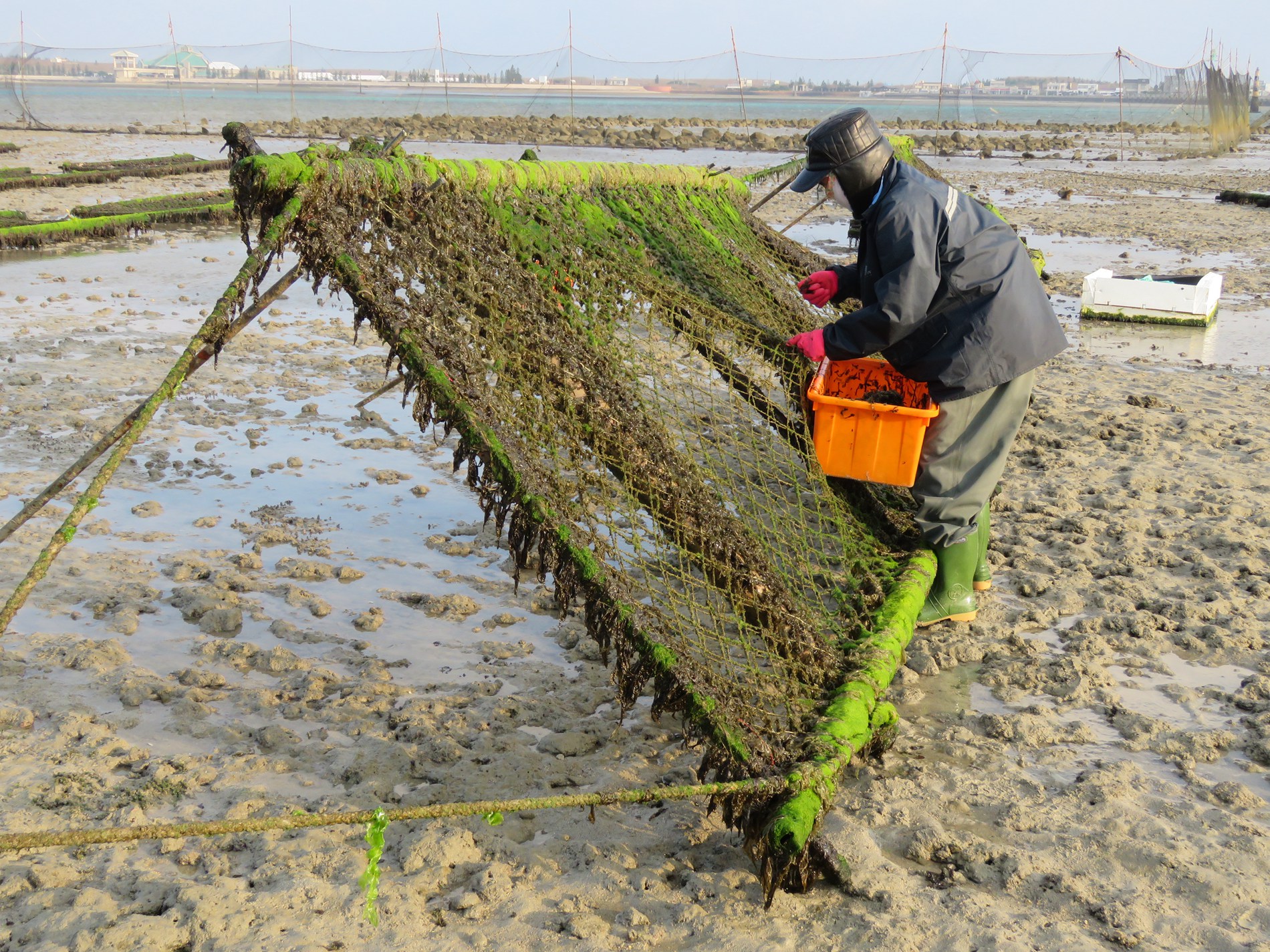 漁民正在採收竹筏網子上的紫菜（照片來源：澎湖海洋生物研究中心冼宜樂研究員）