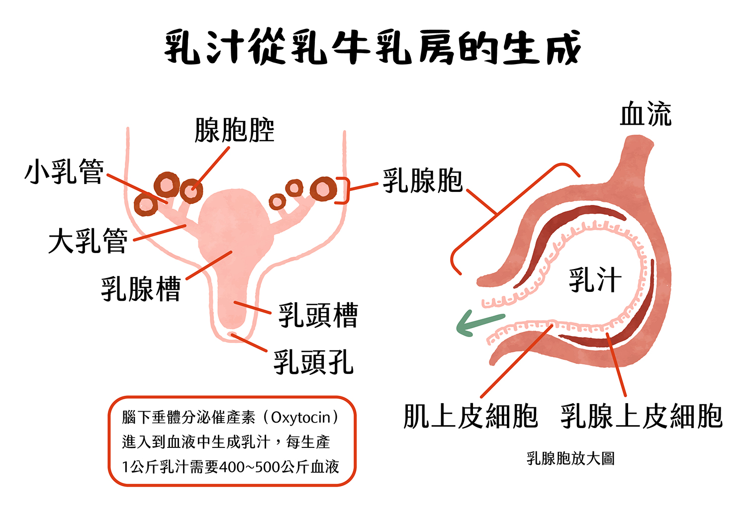 乳牛乳房構造圖