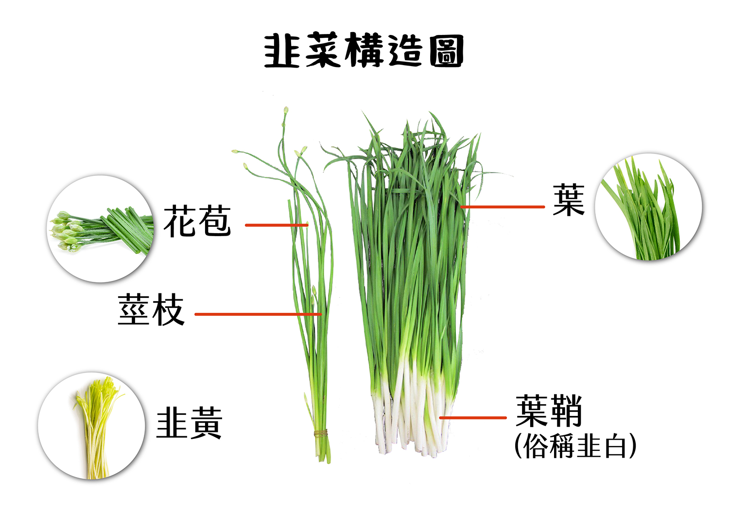 韭菜特徵