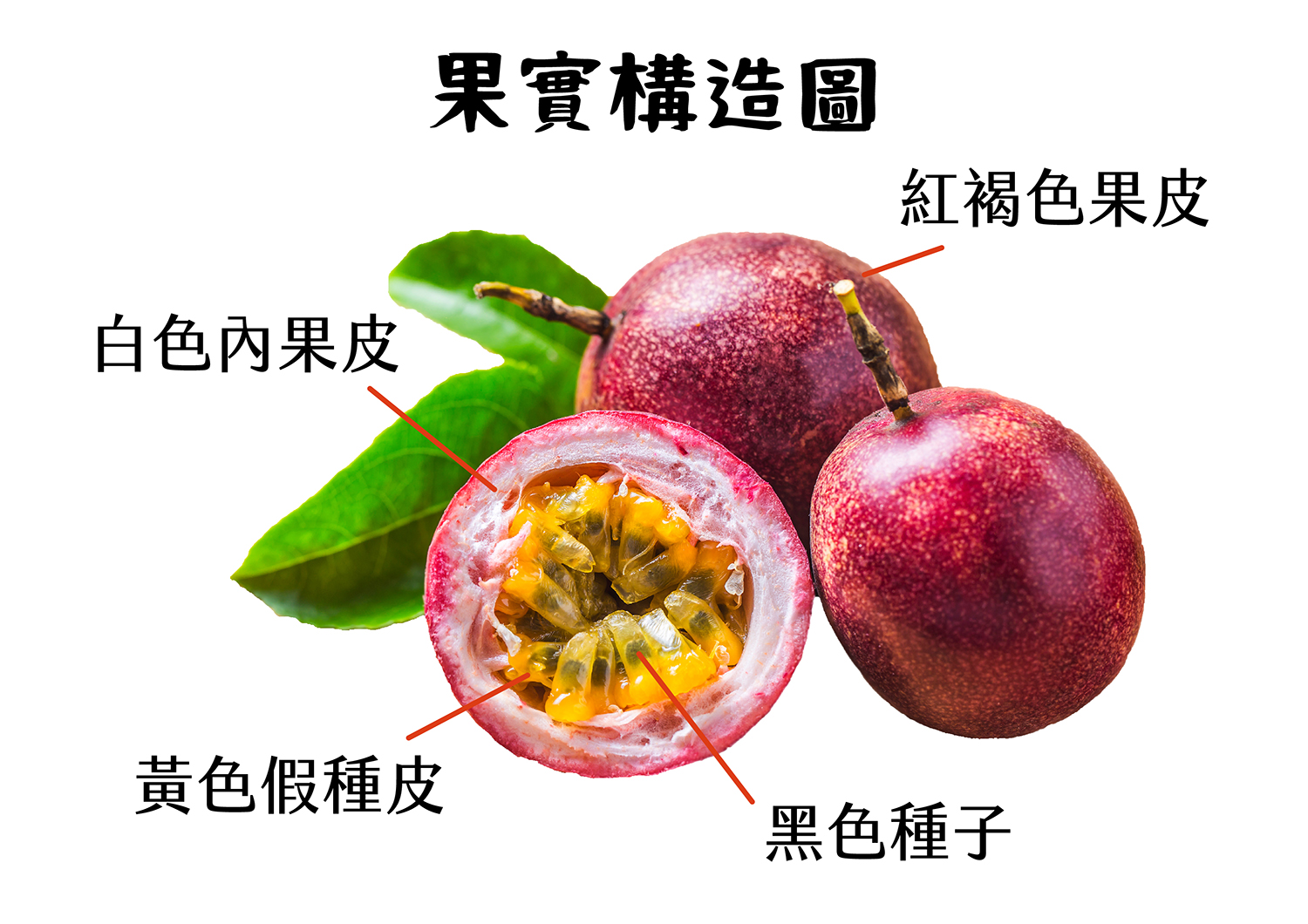 果實
