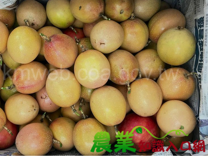 滿天星