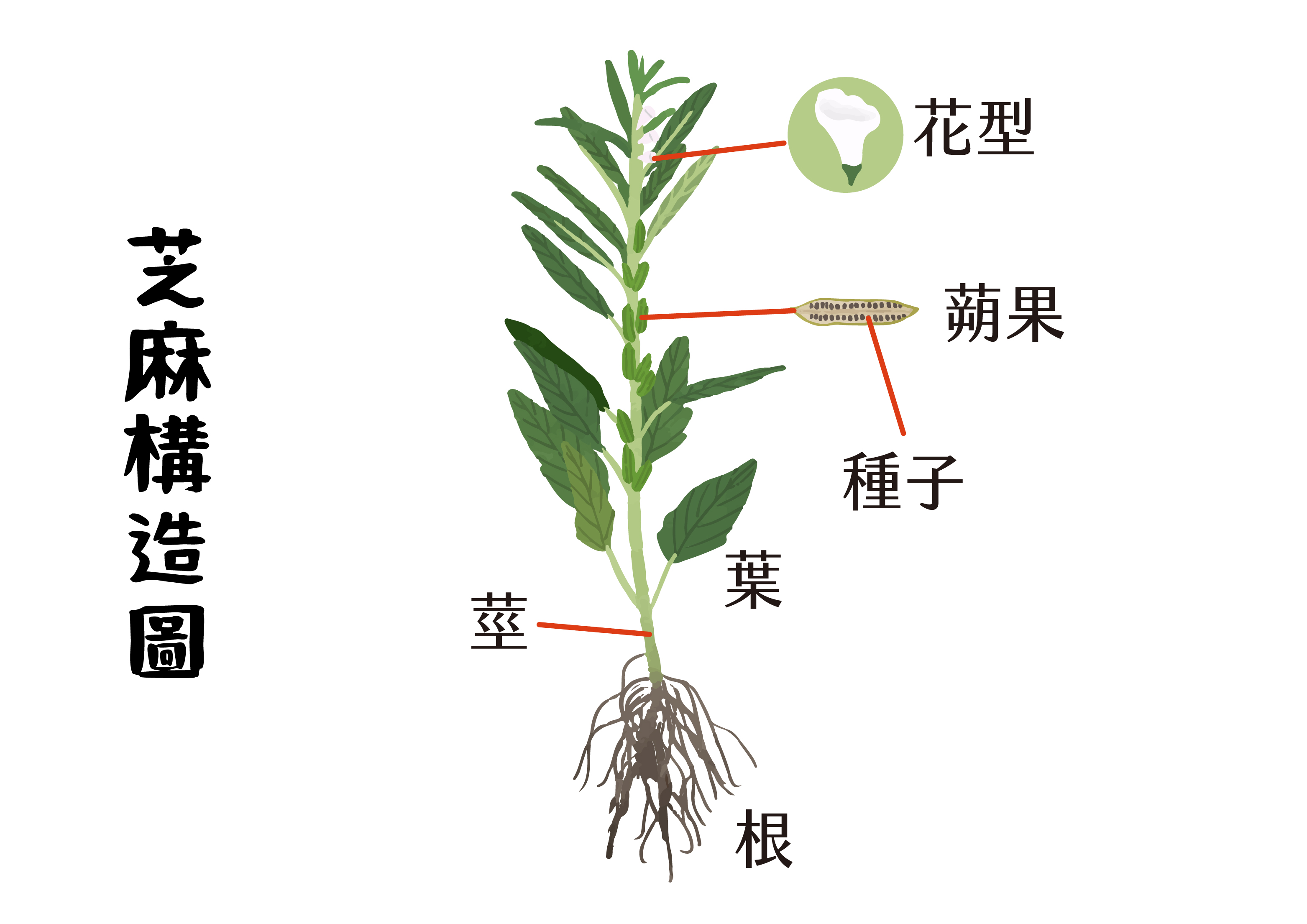 芝麻特徵