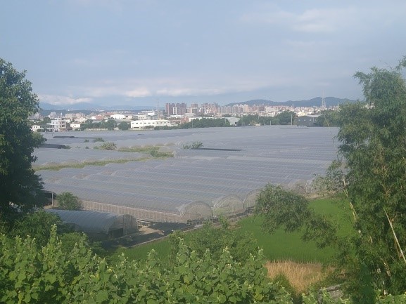 八德區密集的溫網室短期葉菜生產地。