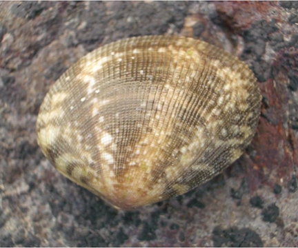 海瓜子簾蛤