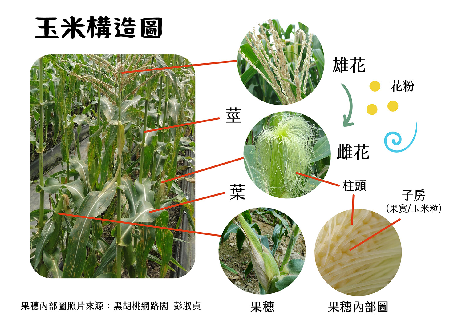玉米構造圖