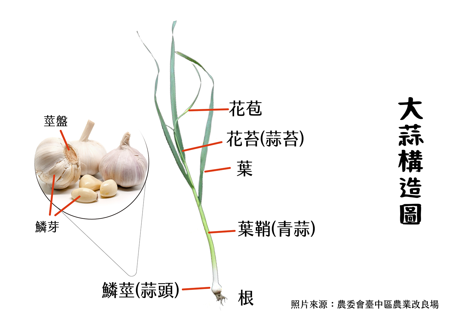 大蒜構造圖