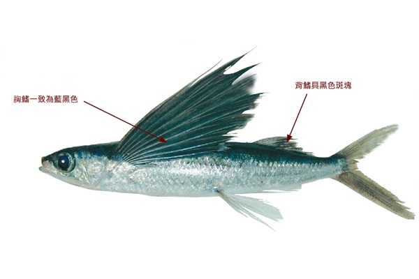 黑鰭鬚唇飛魚