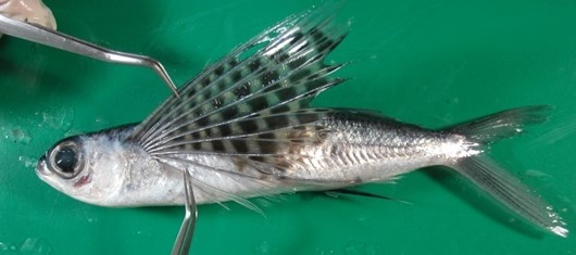 斑鰭飛魚