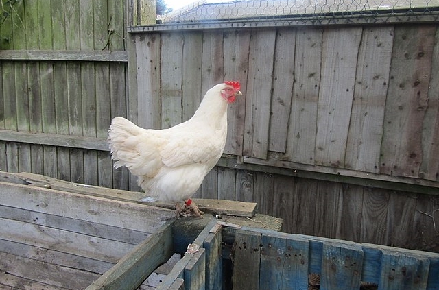 白色來亨雞 (White Leghorn)