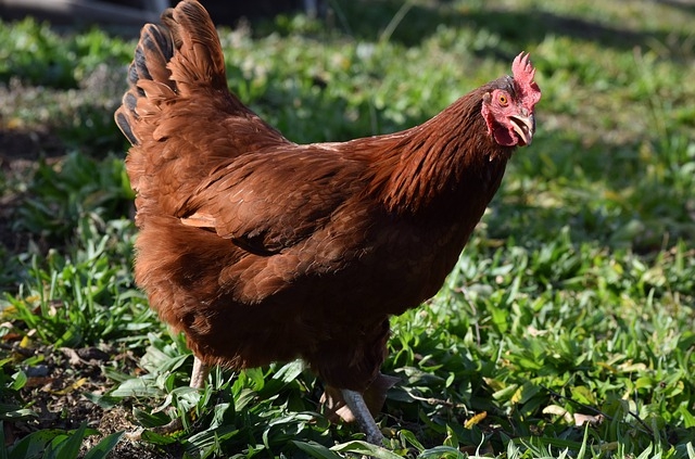 洛島紅雞 (Rhode Island Red)