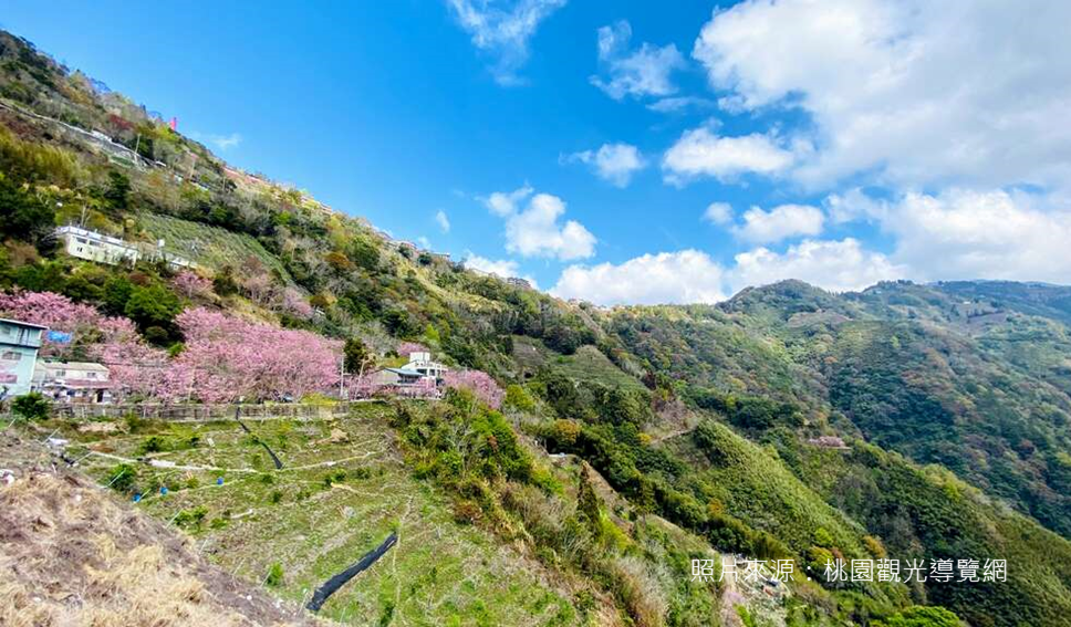 水蜜桃生產環境